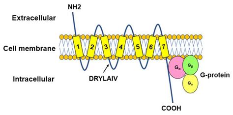 Chemokines Signaling Pathway - Creative Diagnostics