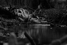 White Duck In Pond Free Stock Photo - Public Domain Pictures