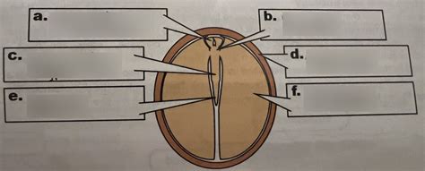 Botany Seed Quiz Diagram 1 Diagram Quizlet