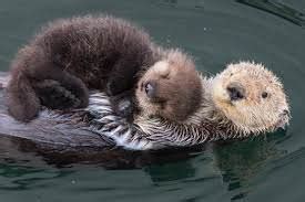 Sea Otters Hold Hands When They Sleep To Keep From Drifting Apart