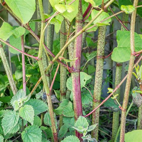 Japanese Knotweed Invasive Plant