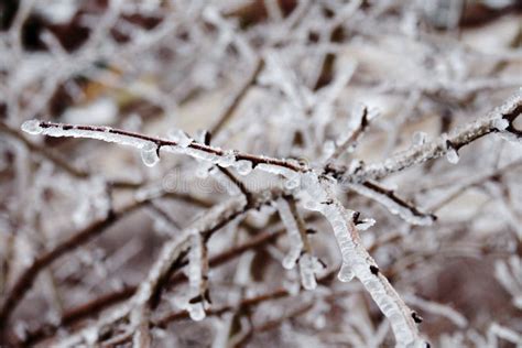 El Desastre Natural En La Forma De Lluvia Del Hielo Vino A La Regi N