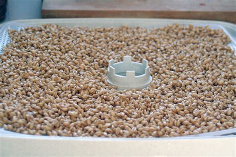 Sprouted Wheat Berries A Tutorial Grain Mill Wagon