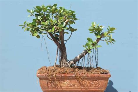 Gallery Bonsai Plants Bangalore Bonsai Trees Bangalore Buy Bonsai Plants Online