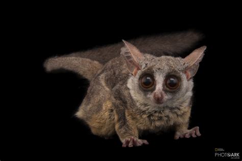 Photo Ark Home Mohol Bushbaby National Geographic Society