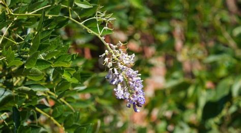 How to Plant, Grow, and Care for American Wisteria