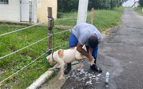 Cães resgatados sinais de maus tratos em Piedade testam positivo