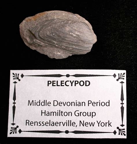 Louisville Fossils and Beyond: New York Pelecypod