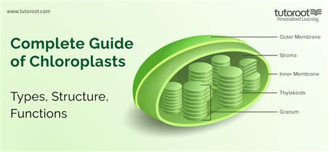 Complete Guide of Chloroplasts - Function, Structure