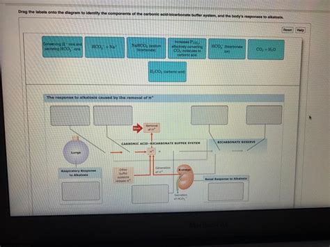 Solved Drag The Labels Onto The Diagram To Identify The Chegg