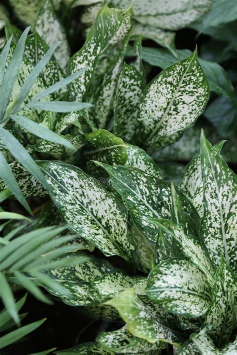 Planta De Hogar Aglaonema O Planta Interior Con Hojas Grandes Foto De