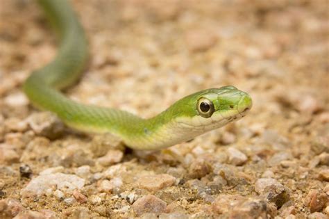 A Guide To Caring For Pet Green Snakes