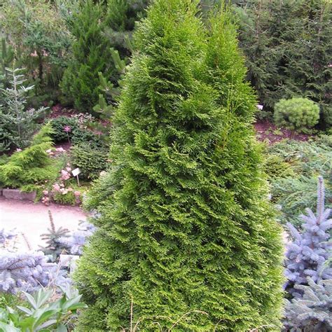 Туя западная смарагд - описание, уход