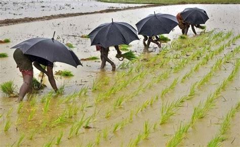 Monsoon Rainfall Update Indias Kharif Crop Plantings At Record High