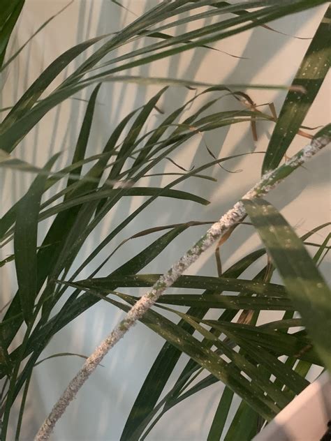 How Can I Save My Palm Tree From This White Fungus Rhouseplants