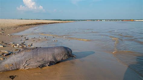 Hallan Delfines Muertos Por Sequ A En Lago De La Amazon A Brasile A