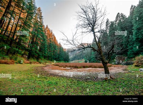 Autumn - Beautiful deodar forest in Manali, Himachal Pradesh, India Stock Photo - Alamy