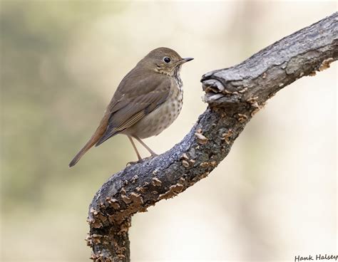 Hermit Thrush Hank Halsey Flickr