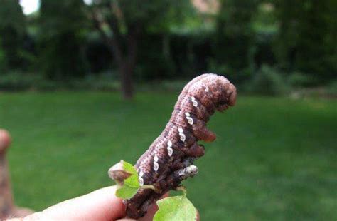 Large Caterpillar Identification With Photos