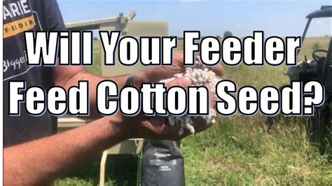 Will It Feed Cotton Seed Dual Auger Deer Feeder Youtube