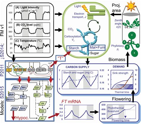 Arabidopsis Framework Model Version 2 Predicts The Effects Of Circadian