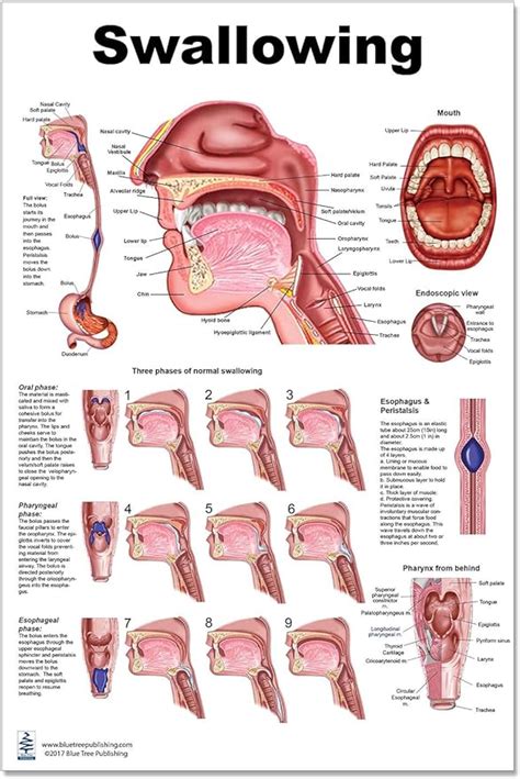 Amazon co jp スワローLPポスター 解剖学 Pharynx 24x36インチ 口腔炎 ホームキッチン