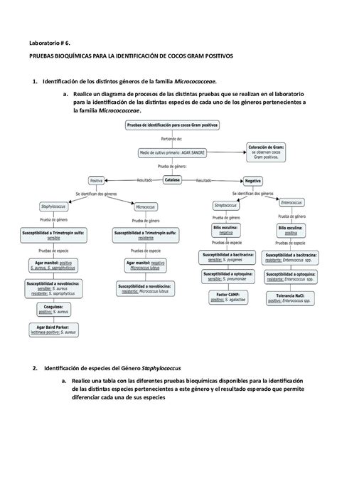 Taller Pruebas Bioqu Micas Para La Identificaci N De Cocos Gram