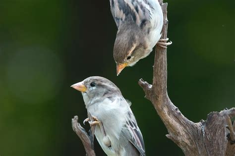 Premium Ai Image Beautiful Sparrow Birds