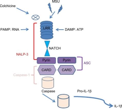 Full Article The Macrophages In Rheumatic Diseases