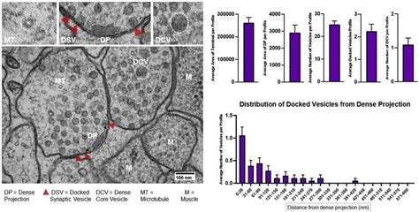 Morphological analysis | Download Scientific Diagram 