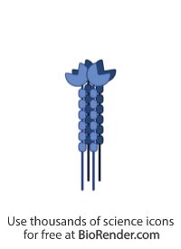 Free DC-SIGN (tetramer) Icons, Symbols & Images | BioRender 