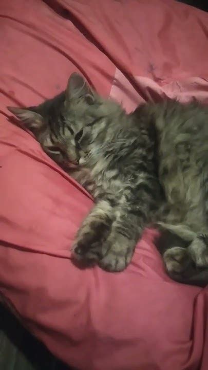 Кошка засыпайка - YouTube