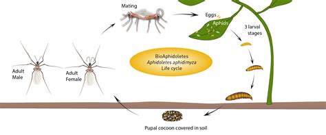 Aphidoletes Life Cycle BioBee USA