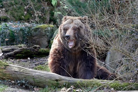 Grizzly | Naturfoto.cz