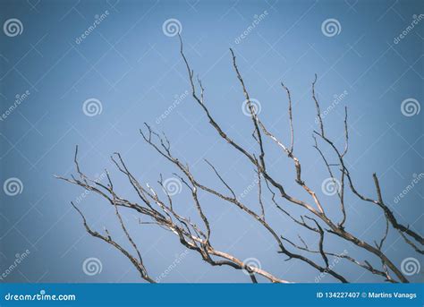 Naked Tree Branches In Late Autumn With No Leaves Vintage Retro Film Look Stock Image Image