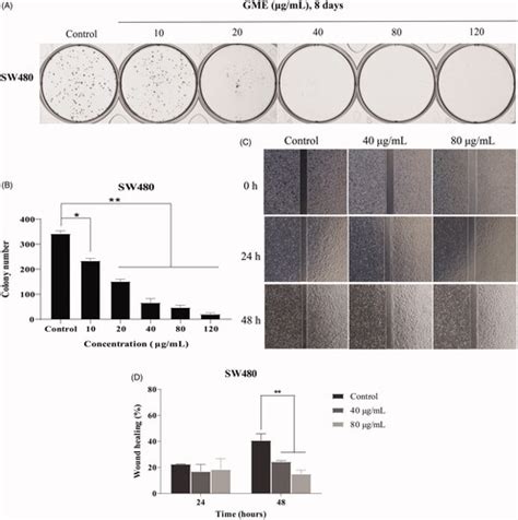 Full Article Gnetum Montanum Extract Induces Apoptosis By Inhibiting