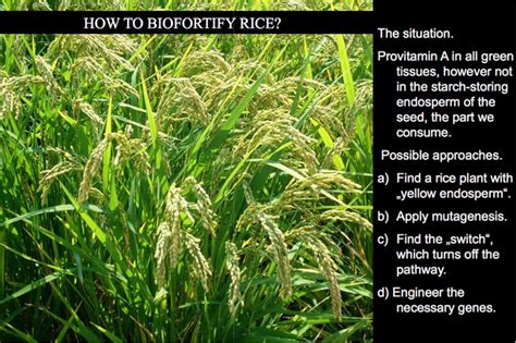 The Four Alternative Approaches To Biofortification Of Rice