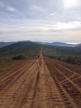 Ecologistas Denuncia A La Junta Por Arrancar Vegetaci N Protegida Por