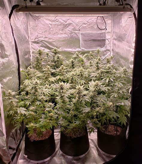 Get Supplies 9 Different Indoor Cannabis Grow Setups Yield Estimates