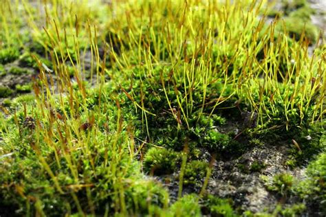 How To Grow A Moss Lawn