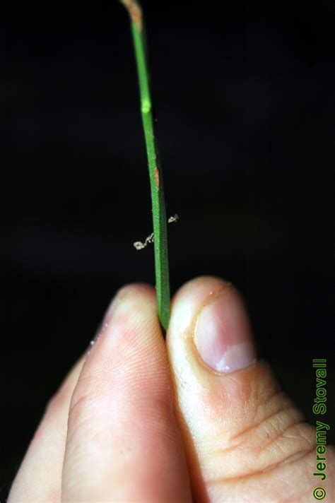 SFA Dendro - Celastraceae Euonymus americanus - strawberry bush