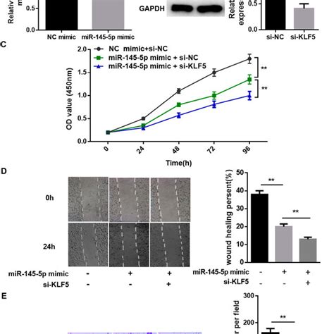 KLF5 Is A Direct Target Of MiR 145 5p In CC A The Predicted Binding