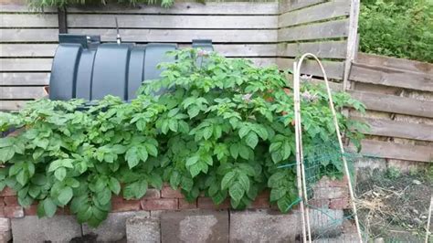 Potato Planter Ideas And Results – No Dig Vegetable Gardening Blog