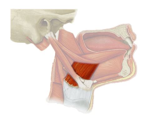 Extrinsic And Intrinsic Muscles Of The Tongue Flashcards Quizlet