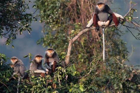 Primate conservation boosts biodiversity in central Vietnam - Asia News ...