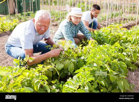 Mature Parents And Adult Son Work In The Garden Stock Photo Alamy