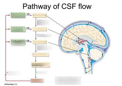 Flow of CSF (Lab Practical III) Diagram | Quizlet