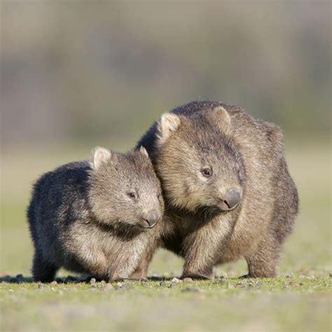 10 Awesome Wombat Facts Artofit