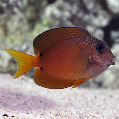 Striped Bristletooth Tang