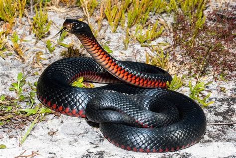 15 Astonishing Facts About Red-bellied Black Snake - Facts.net